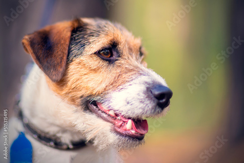 Domestic little white-brown dog outdoors