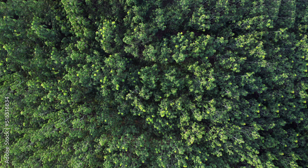 Aerial top view forest tree, Rainforest ecosystem and healthy environment concept and background, Texture of green tree forest view from above.	
