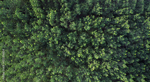 Aerial top view forest tree, Rainforest ecosystem and healthy environment concept and background, Texture of green tree forest view from above.   © Hand Robot