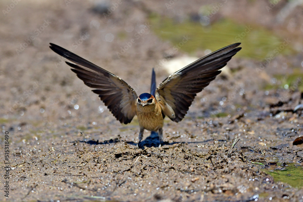 Red-rumped swallow, Lesser Striated Swallow // Rötelschwalbe (Cecropis daurica) Red-rumped swallow, Lesser Striated Swallow // Rötelschwalbe (Cecropis daurica)