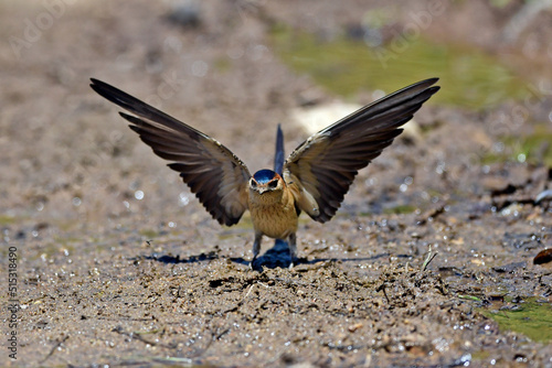 Red-rumped swallow, Lesser Striated Swallow // Rötelschwalbe (Cecropis daurica) photo