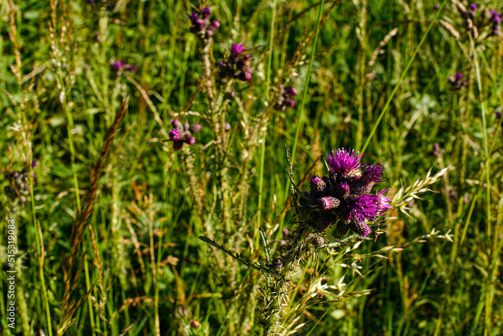 Fototapeta premium purple flowers in the meadow