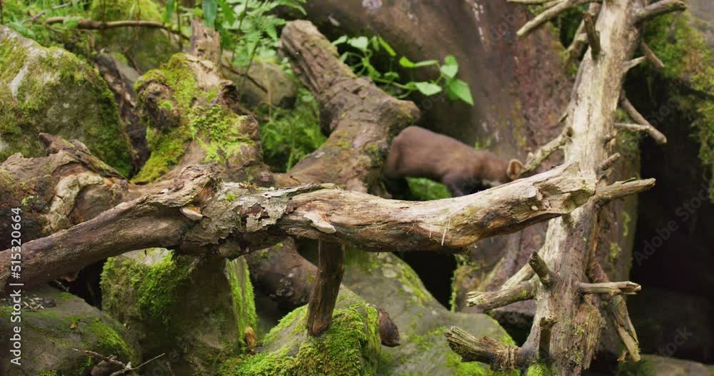 European pine marten walking on overturned tree in primeval forest European pine marten walking on overturned tree in primeval forest