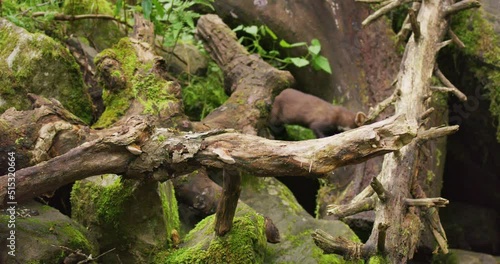 European pine marten walking on overturned tree in primeval forest