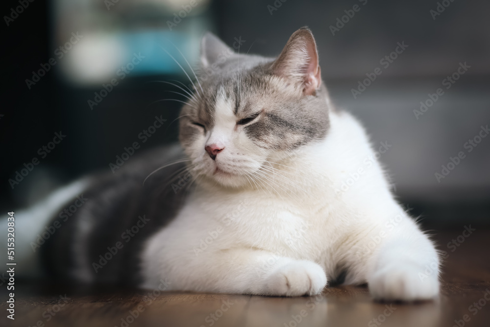 Scottish fold cat sleeping on wooden floor in the house. Tabby cat resting on the floor. Scottish fold cat sleeping on wooden floor in the house. Tabby cat resting on the floor.