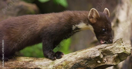 Close-up of wild european pine marten eating in primeval forest photo
