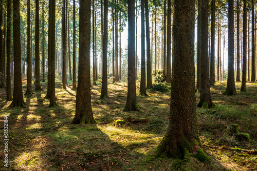 Idyllic coniferous forest with beautiful light shining through the trunks of fir or spruce trees, Süntel, Weserbergland, Germany