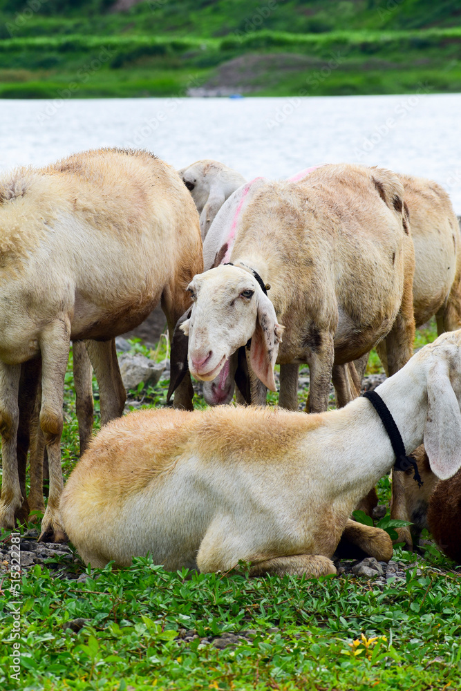 The beautiful sheep in the group, there are pet sheep The beautiful sheep in the group, there are pet sheep