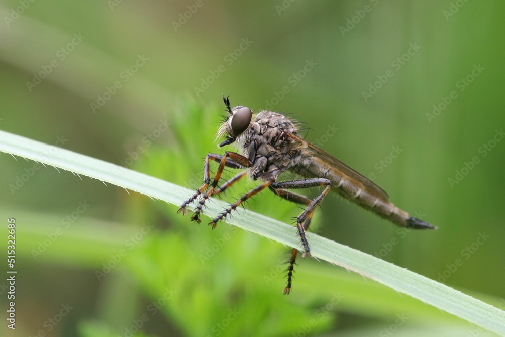 The Asilidae are predators, in both the juvenile and the adult stages The Asilidae are predators, in both the juvenile and the adult stages