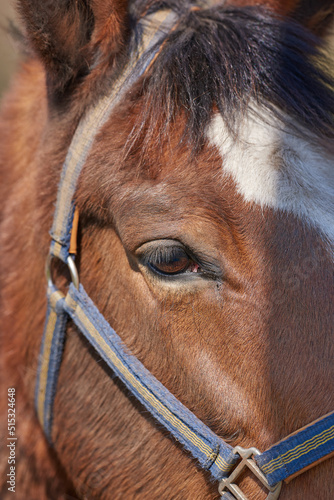 Closeup portrait of a brown horse with harness. Face of a race horse with white forehead marking and blue muzzle. Show pony or pet animal with soft clean mane and coat. Eye of a young foal in a show
