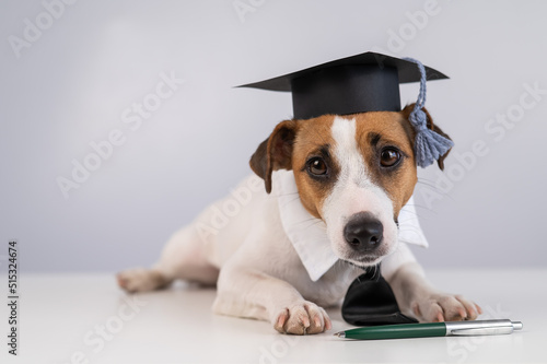Jack Russell Terrier dog in a tie and academic cap sits on a white table.  © Михаил Решетников