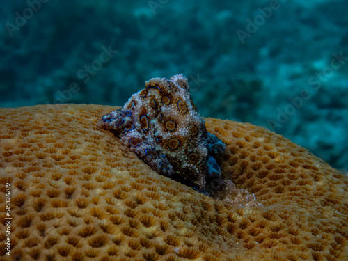 Greater blue-ring octopus (Hapalochlaena lunulata) sitting on top of a hard coral.