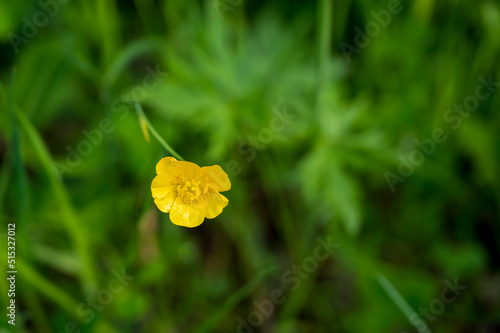 Yellow flower Ranunculus acris photo