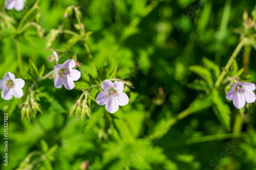 Yellow flower Geranium bicknellii Britton