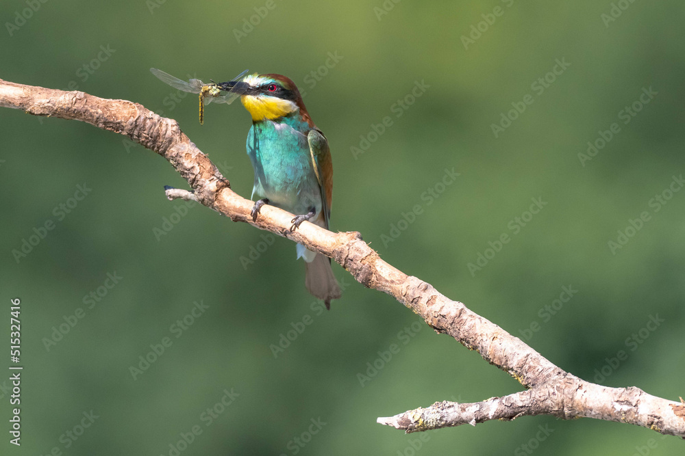 The bee-eaters land on a branch near their nests often with an insect in their beak The bee-eaters land on a branch near their nests often with an insect in their beak