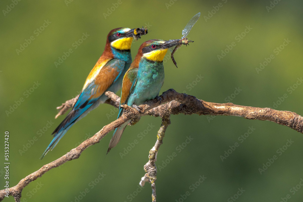Obraz premium The bee-eaters land on a branch near their nests often with an insect in their beak