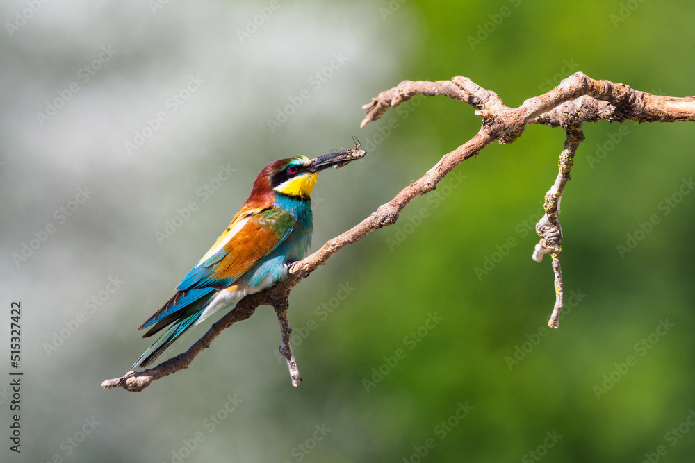 The bee-eaters land on a branch near their nests often with an insect in their beak The bee-eaters land on a branch near their nests often with an insect in their beak
