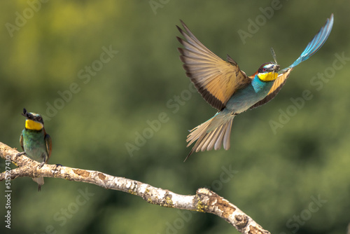The bee-eaters land on a branch near their nests often with an insect in their beak