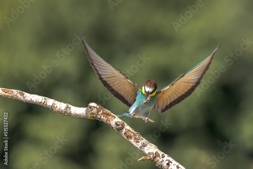 The bee-eaters land on a branch near their nests often with an insect in their beak