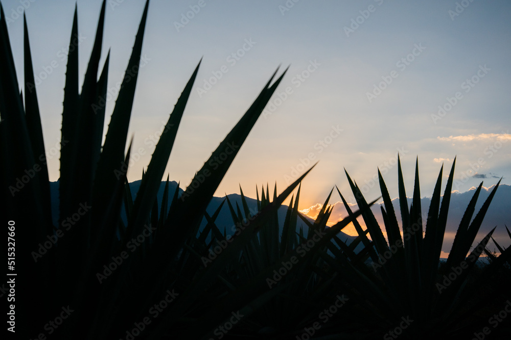 Campos de agave espadín 