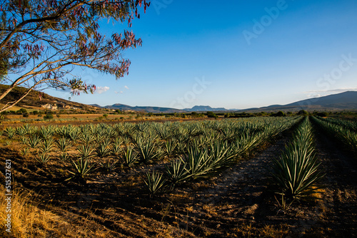 Campo de agave espad  n para destilado mezcal y tequila