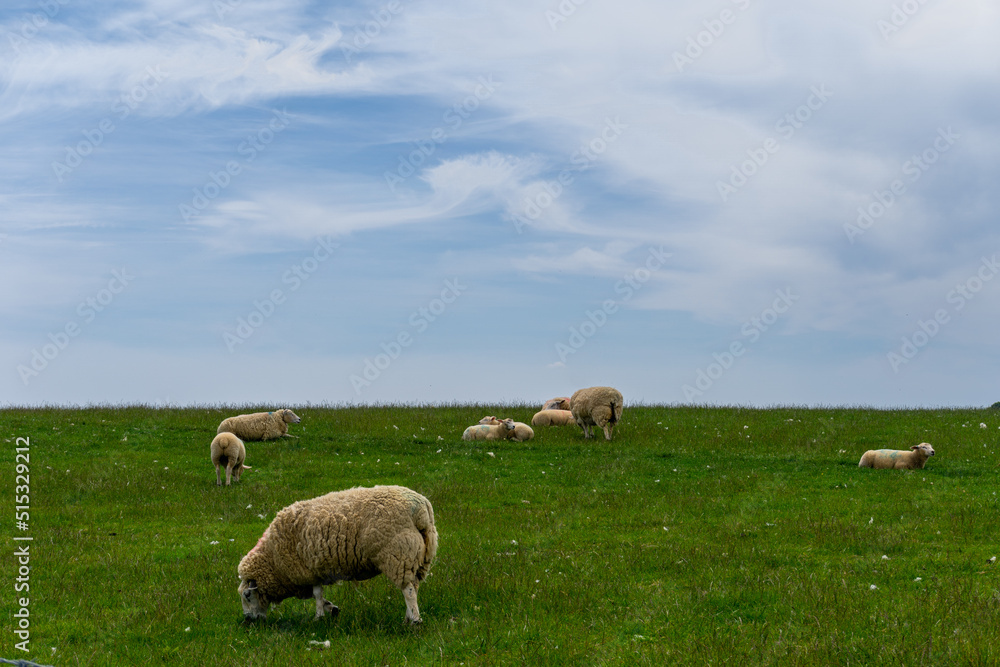 white sheep with thick coats of wool grazing on a green meadow under a blue sky with copy space