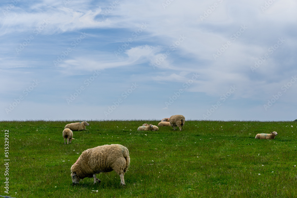 white sheep with thick coats of wool grazing on a green meadow under a blue sky with copy space white sheep with thick coats of wool grazing on a green meadow under a blue sky with copy space