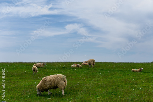 white sheep with thick coats of wool grazing on a green meadow under a blue sky with copy space