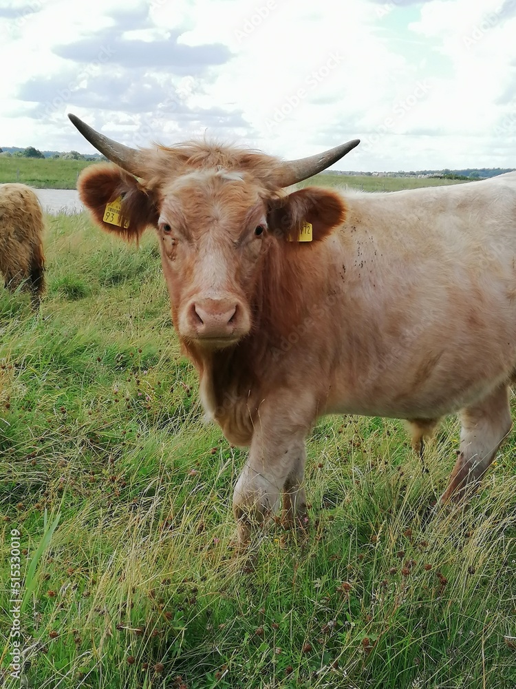 cow on the meadow cow on the meadow