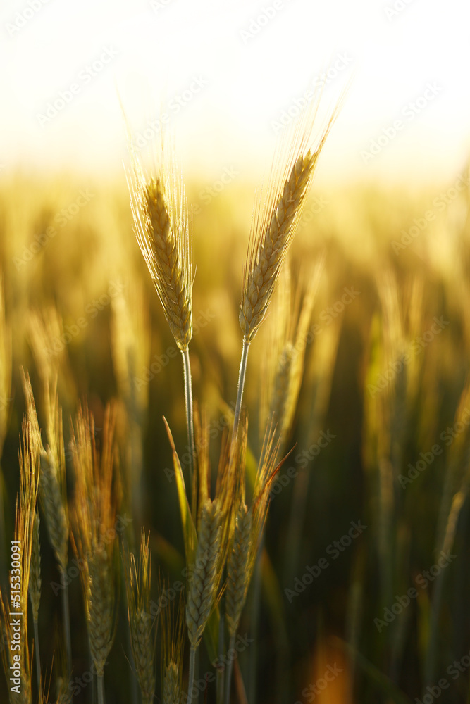 Obraz premium Wheat field. Ears of golden wheat close up. Beautiful Nature Sunset Landscape. Rural Scenery under Shining Sunlight. Background of ripening ears of wheat field.