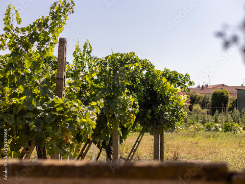 Vineyard detail in the summer sun