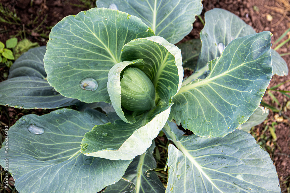 Cabbage grows in the garden. Gardening and food growing Cabbage grows in the garden. Gardening and food growing