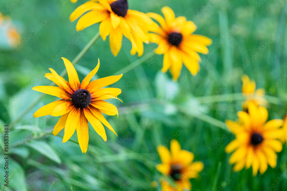 A Yellow rudbeckia flower in the garden A Yellow rudbeckia flower in the garden