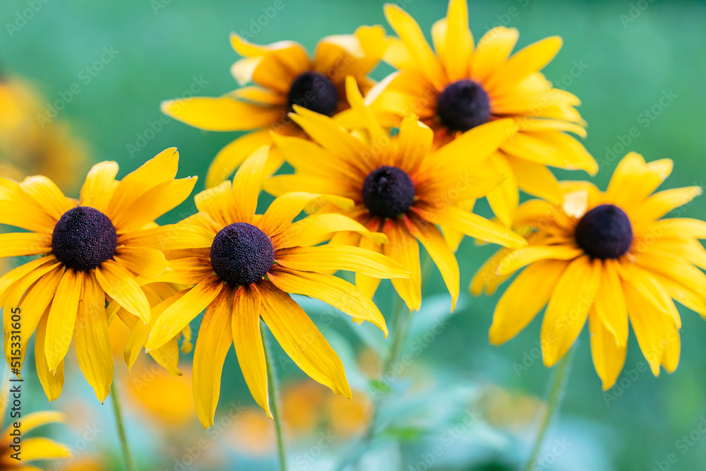 A Yellow rudbeckia flower in the garden A Yellow rudbeckia flower in the garden
