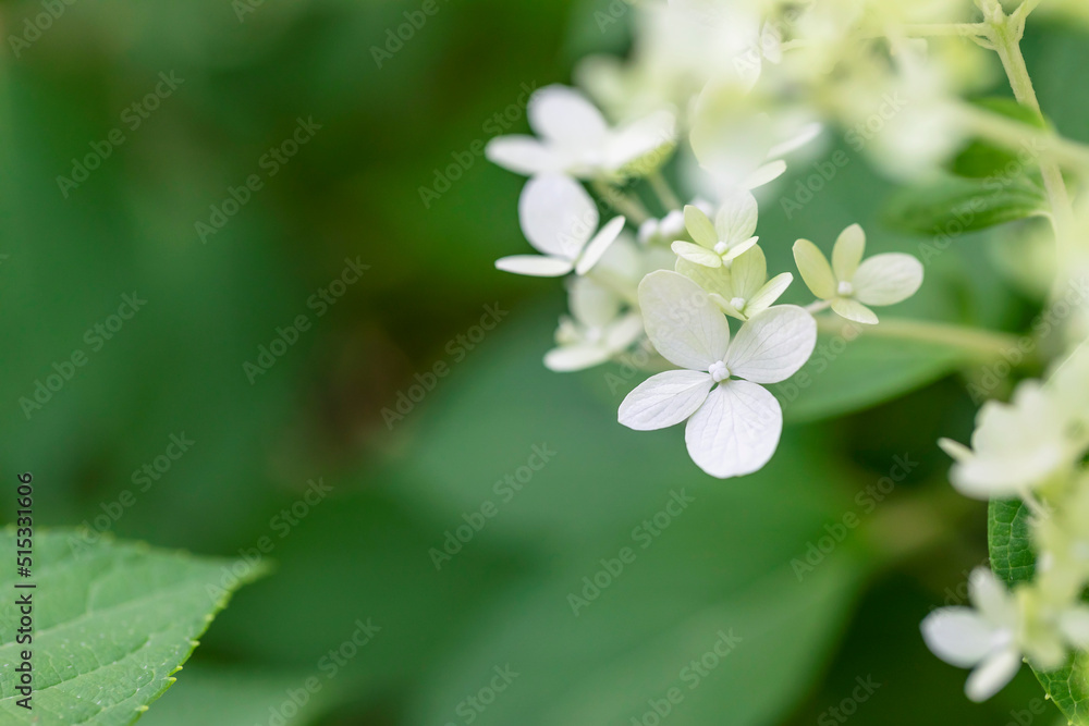 Close Up Of White Bigleaf Hydrangea Flowers In The Park Close Up Of White Bigleaf Hydrangea Flowers In The Park