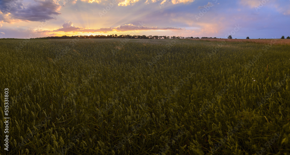 Panoramic sunset over a ripening wheat field