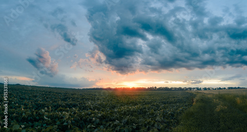 Panoramic sunset over a ripening wheat field