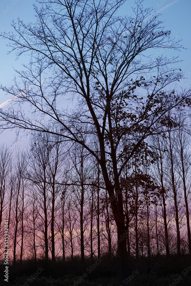 Silhouette of trees, forest with bare branches in the evening against blue and purple sky. Winter scenery of nature landscape. Big dry trees with no leaves on a empty field in nature Silhouette of trees, forest with bare branches in the evening against blue and purple sky. Winter scenery of nature landscape. Big dry trees with no leaves on a empty field in nature