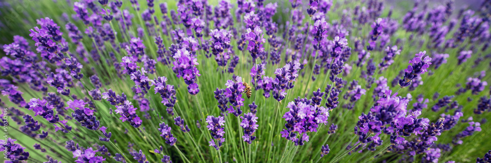 Blossoming lavender field. Nature background. Horizontal banner Blossoming lavender field. Nature background. Horizontal banner
