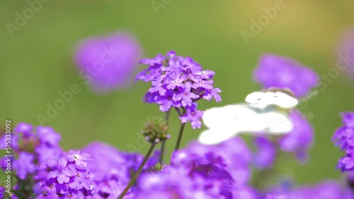 Wallpaper Mural low motion Beautiful white butterfly sitting on purple flowers in a garden Torontodigital.ca