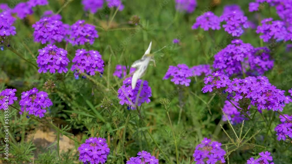 low motion Beautiful white butterfly sitting on purple flowers in a garden low motion Beautiful white butterfly sitting on purple flowers in a garden