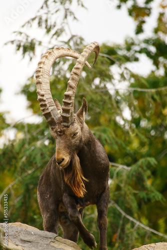 Male ibex on a rock in nature. Big horn in mammal. Ungulates climbing over the mountains