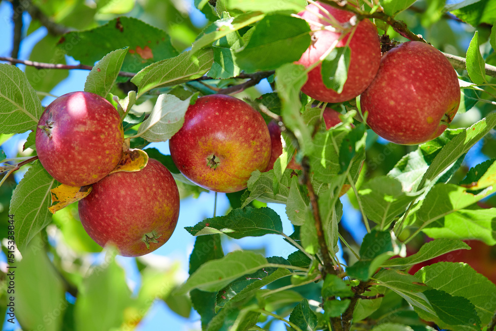 Fresh red apples growing on a fruit tree on a summer day outdoors. Healthy organic produce hanging on a lush green branch during spring. Tasty crops ready for harvest outside in nature on a farm. Fresh red apples growing on a fruit tree on a summer day outdoors. Healthy organic produce hanging on a lush green branch during spring. Tasty crops ready for harvest outside in nature on a farm.