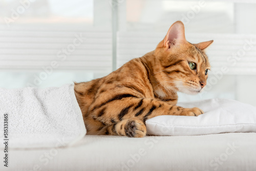 A striped Bengal cat lies on a pillow in a room.