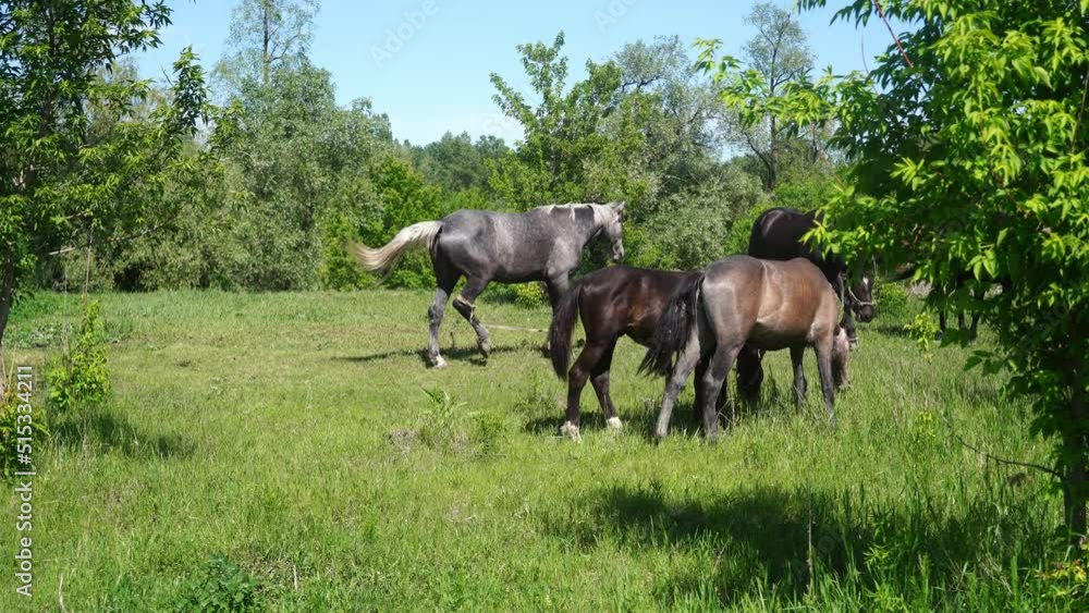 horses eat grass. horses graze. trimmed mane horses eat grass. horses graze. trimmed mane