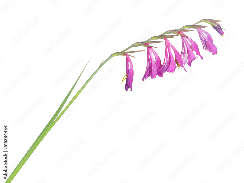 Purple flower of Turkish marsh gladiolus isolated on white, Gladiolus imbricatus Purple flower of Turkish marsh gladiolus isolated on white, Gladiolus imbricatus