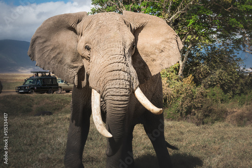 Isolated large adult male elephant  Elephantidae  and wildlife safari jeeps at grassland conservation area of Ngorongoro crater. Tanzania. Africa
