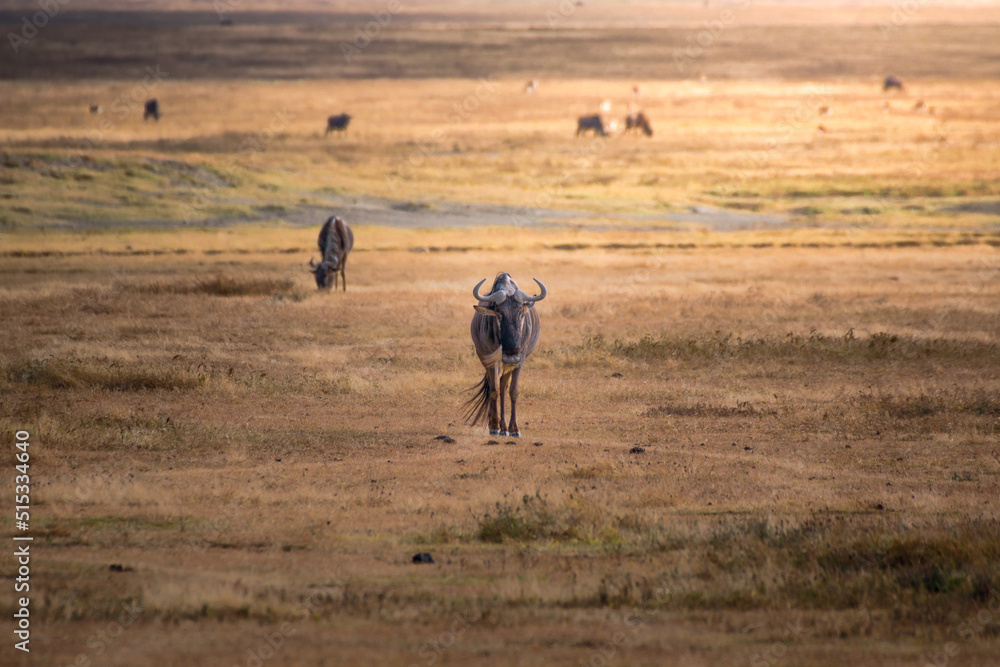 Wildebeest in the grassland of the Ngorongoro Crater Conservation Area. Safari concept. Tanzania. Africa Wildebeest in the grassland of the Ngorongoro Crater Conservation Area. Safari concept. Tanzania. Africa