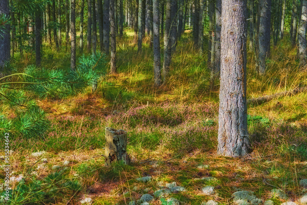 Obraz premium The landscape view of woodland with green trees in a forest. Trunks of young oak or spruce trees growing outside wilderness in nature. A serene peaceful natural view to explore on an adventure.