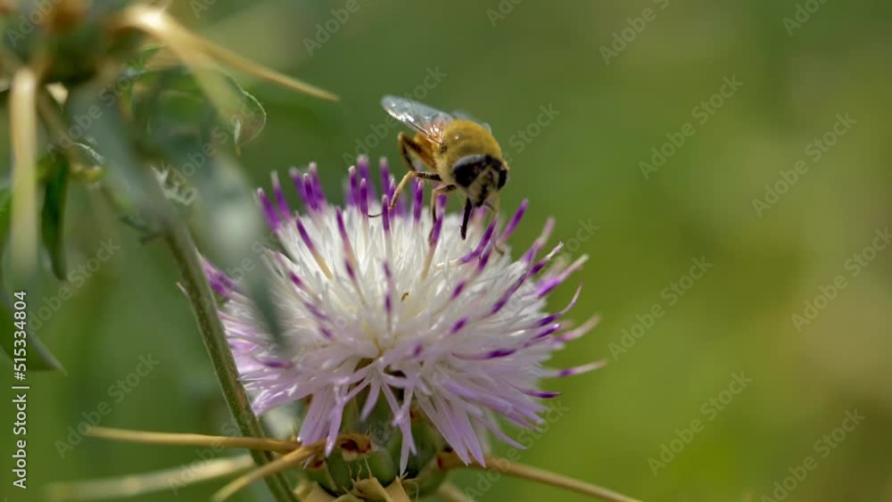 slow motion shot of Beautiful honey bee sitting on purple flower in a garden slow motion shot of Beautiful honey bee sitting on purple flower in a garden